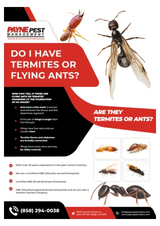 Termite Control San diego | Bee Removal San diego