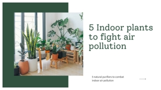 5 Indoor plants to fight air pollution