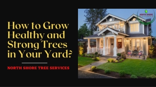 How to Grow Healthy and Strong Trees in Your Yard?