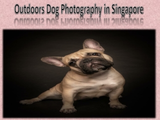 Outdoors Dog Photography in Singapore