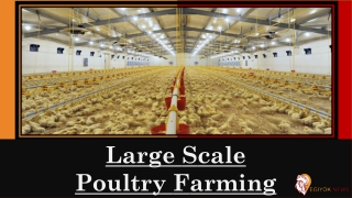 Large Scale Poultry Farming