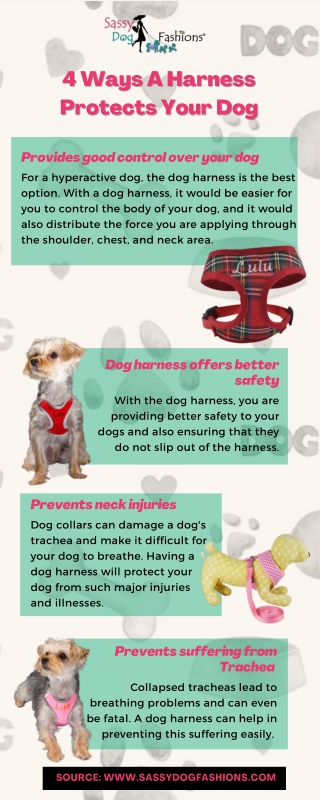 4 Ways Harness Protects Your Dog