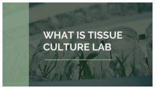 What is Tissue culture lab