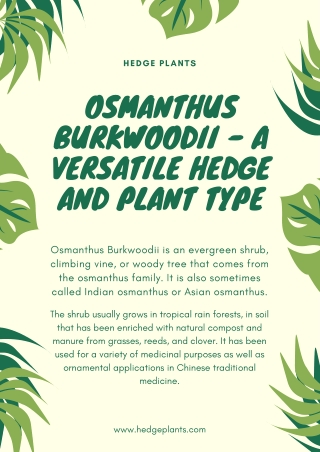 Pruning Tips for Osmanthus Burkwoodii and Osmanthus Big Leaf