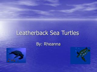 Leatherback Sea Turtles