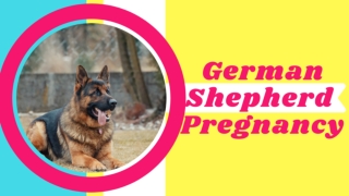 German Shepherd Pregnant : Period, Signs, Stages, Delivery & Care 2020