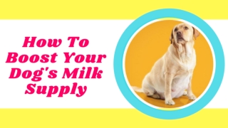 How to Help a Dog Produce More Milk for Her Puppies 2020  ! Dog Health Tips 2021