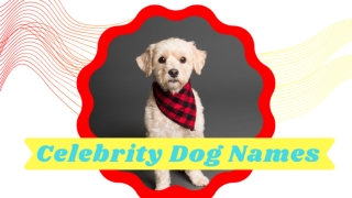 Top 41 best Celebrity Dog Names With Owner 2021 ! Best Dog Names ! Unique Dog Names