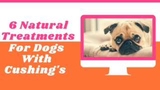 Top 6 Natural Treatments For Dogs With Cushing's 2020 ! Dog Health Tips