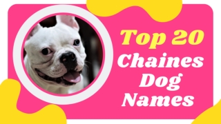 Top 20 Best Chinese Names for Dogs Male and Female With Meaning 2021! Cute Chinese Dog Names