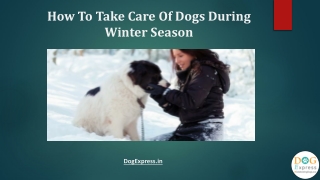 How To Take Care Of Dogs During Winter Season