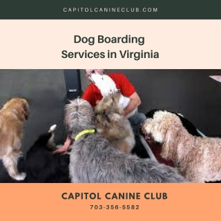 Dog Boarding Services in Virginia