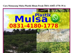 Cara Memasang Mulsa Plastik Hitam Perak Ô831•418Ô•1778[WhatsApp]