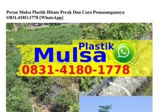 Peran Mulsa Plastik Hitam Perak Dan Cara Pemasangannya 0831_4180_1778[WhatsApp]