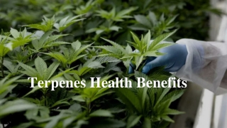 Terpenes Health Benefits