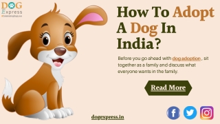 How To Adopt A Dog In India?