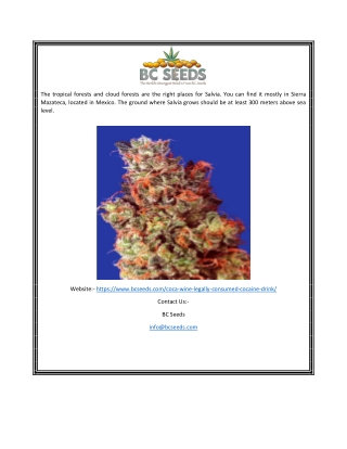 Coca Wine | Bcseeds.com