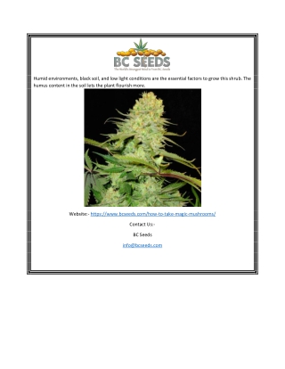 Shrooms Orange Juice | Bcseeds.com