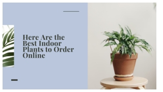 Here Are the Best Indoor Plants to Order Online