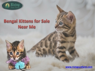 Bengal Kittens & Cats for Sale near Me | Rising Sun Farm