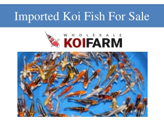 Imported Koi Fish For Sale