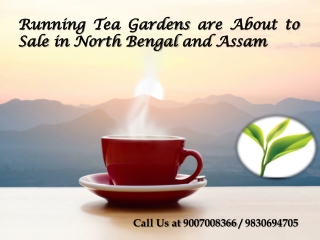 Running Tea Gardens are About to Sale in North Bengal and Assam