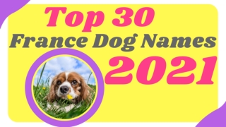 Top 30 Best French Dog Names With Meaning 2021 ! Unique Dog Names ! Best Pet Names