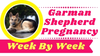 German Shepherd Pregnancy Signs Week By Week 2021 ! Dog Health Tips