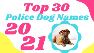 Best Police Dog Names ! Most Popular Male and Female Dog Names With Meaning 2021