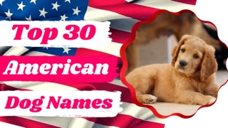 Top 30 Best American Male and Female Dog Names With Meaning 2021