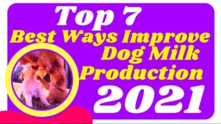 Top 7 Best Ways To Improve Dog Milk Production 2021! Dog Health Tips ! Dog Pregnancy