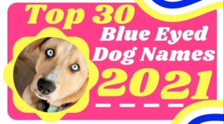 Top 30 Best Blue Eyed Dog Names for Male and Female With  Meaning 2021 ! Unique Puppy Names