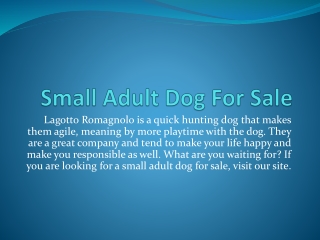 Small Adult Dog For Sale
