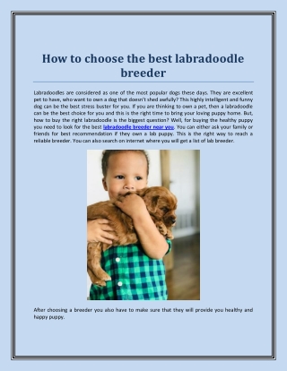 How to choose the best labradoodle breeder