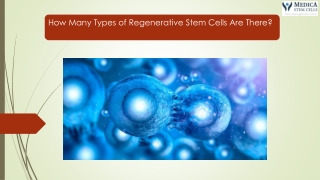 How Many Types of Regenerative Stem Cells Are There?