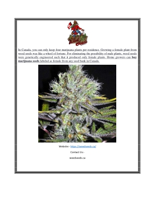 Canada Weed Seeds | Weedseeds.ca