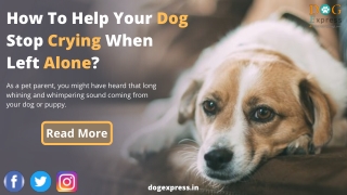 How To Help Your Dog Stop Crying When Left Alone?
