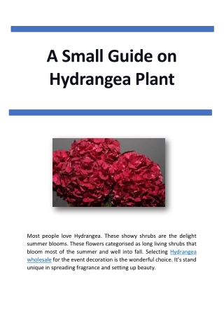 A Small Guide on Hydrangea Plant