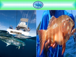 Reef Fishing Charters Airlie Beach
