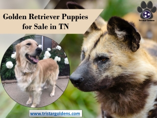 Tristar Goldens | Golden Retriever Puppies for Sale in TN