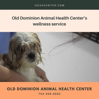 Old Dominion Animal Health Center’s wellness service