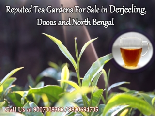 Reputed Tea Gardens For Sale In Derjeeling, Dooas and North Bengal 