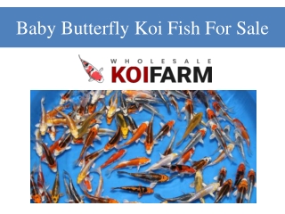 Baby Butterfly Koi Fish For Sale