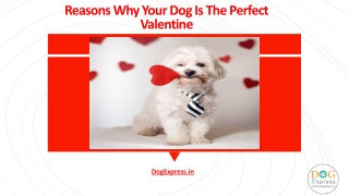 Reasons Why Your Dog Is The Perfect Valentine