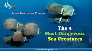 The 3 most dangerous sea creatures - Ocean Enterprises