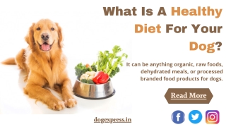 What Is A Healthy Diet For Your Dog?