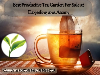 Best Productive Tea Garden For Sale at Derjeeling and Assam