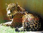 Les Jaguars