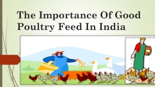 IMPORTANCE OF GOOD POULTRY FEED IN INDIA | EGIYOK NEWS