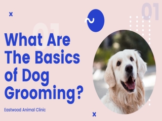 What Are The Basics of Dog Grooming